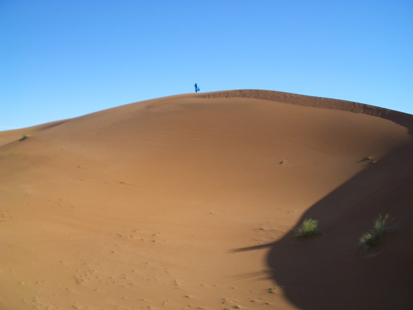 En el desierto siempre encuentras vida